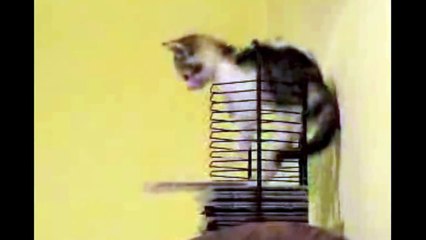 New Funny Kitty Playing | Funniest  Animal Viral Video Ever on Youtube 2017