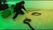 Brazilian activist trains wild snakes for his shows