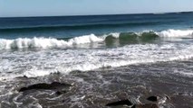 Hurricane Earl bodysurfing on the Atlantic coast in HI DEF