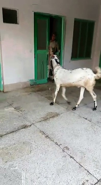 Funy Animals