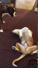 En faisant le mort, ce chien a bien fait flipper son pote !!
