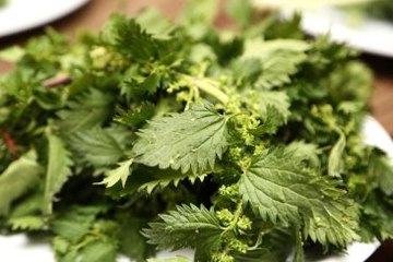 Ege Bölgesi'nde Yetişen Otlar Ömrü Uzatıyor
