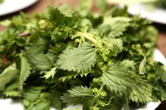 Ege Bölgesi'nde Yetişen Otlar Ömrü Uzatıyor