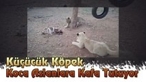 Küçücük Köpek Koca Aslanlara Kafa Tutuyor