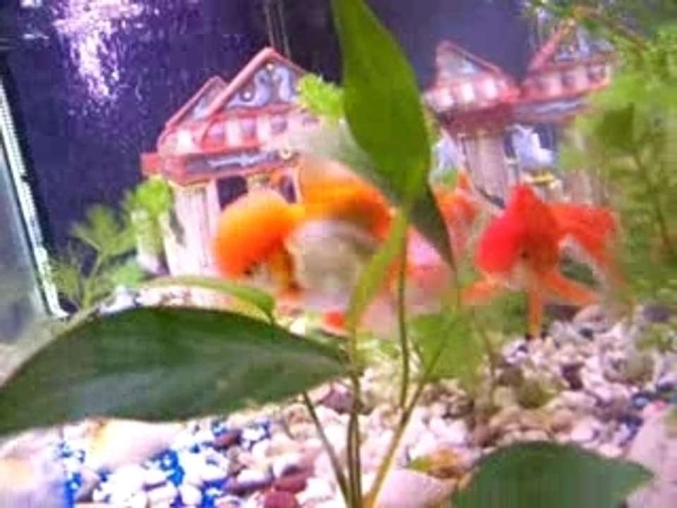 mes poissons japonais