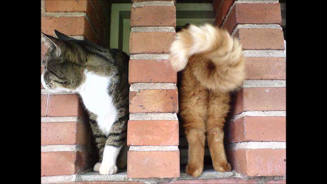 Faire la photo parfaite avec son chat