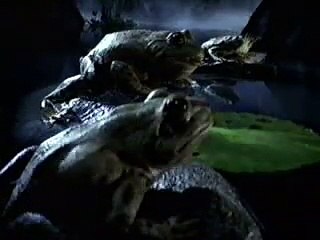 Publicité Budweiser avec l'iguane