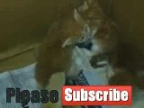 Video aksi unik & lucu anakan kucing ingin keluar dari kandang kardusnya
