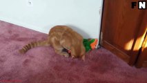 01.Funny Cats vs Stuffed Animals Compilation 2016