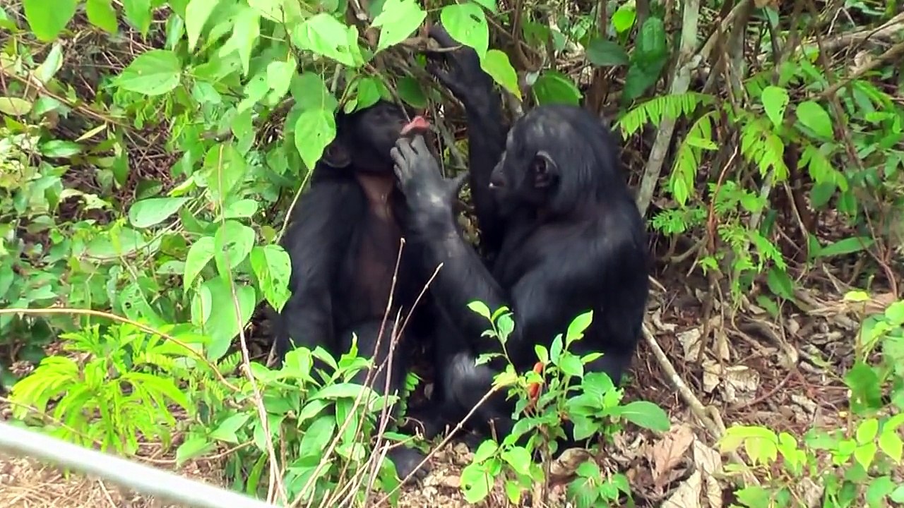 Bonobo Monkeys Love Funny.