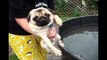 This is why we love pugs - Funny pugs compilation