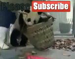 Best of funny video, aksi panda lucu bikin gemes vs tukang bersih halaman