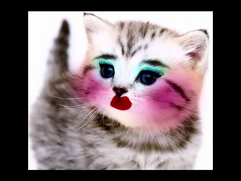 FUNNY ANIMALS PICTURES