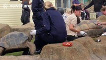 Zoo keepers try to distract curious giant tortoise while its mate is getting a medical