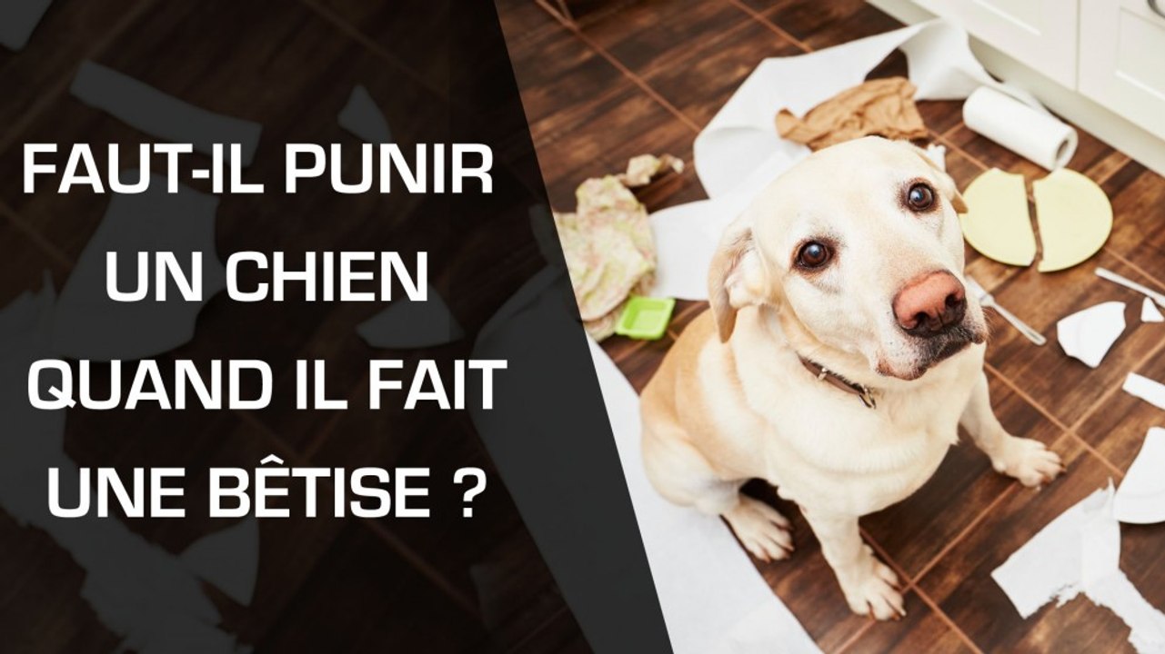 Faut-il punir un chien quand il fait une bêtise ?