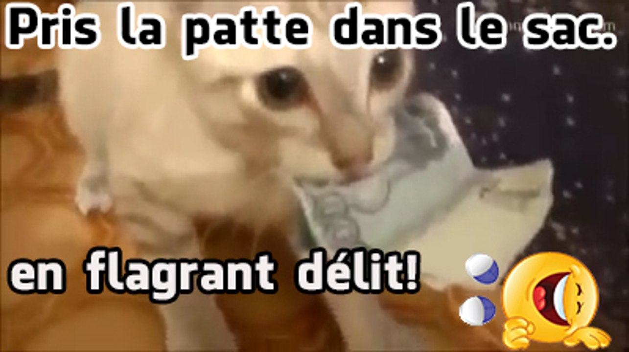 Pris la patte dans le sac, en flagrant délit!