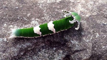 Une chenille au look venu de l'espace !