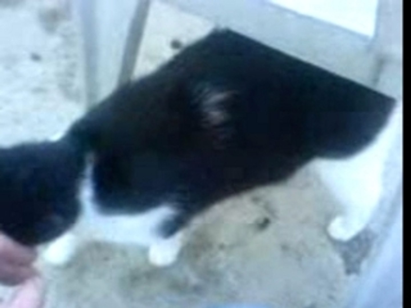 Le Chat Qui Roucoule 2 Video Dailymotion