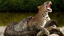 Giant Anaconda vs Lion vs Tiger vs Python - Wild Animal Attacks