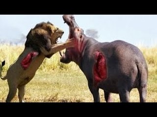 Lion vs Rhino vs Crocodile vs Leopard Real Fight - Wild Animal Attacks