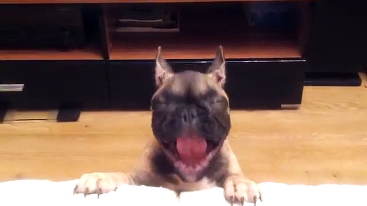 French Bulldog pede para ir para o sofa