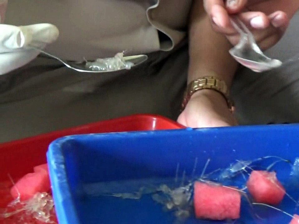DELI SERDANG - RIBUAN BABY LOBSTER GAGAL DISELUNDUPKAN - PART 3