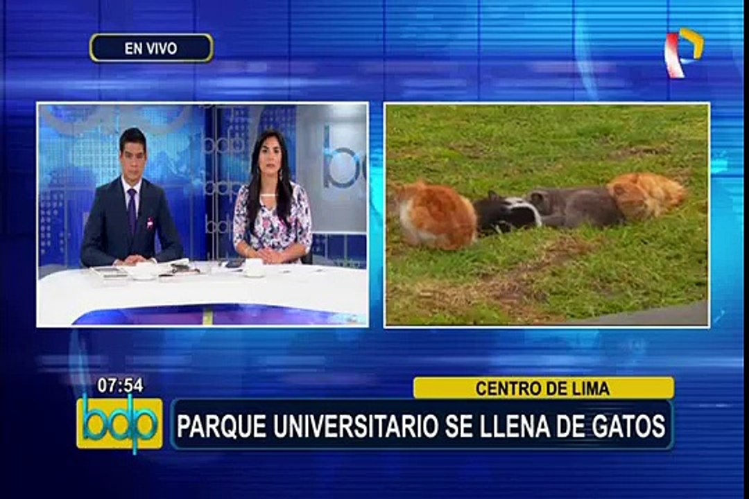 Cercado de Lima: más de cien gatos habitan en parque Universitario