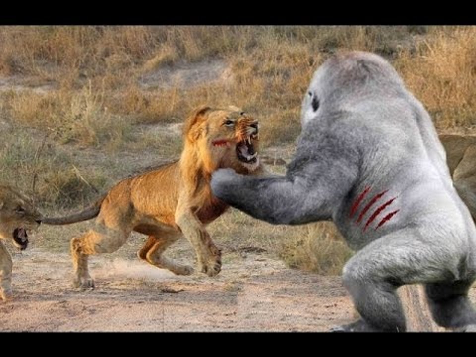 Most Amazing Wild Animal Fights - Lion vs Hyena, Crocodile,Rabbit,Goat - Funny Animals Attacks