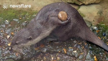 Adorable juggling otter can't stop playing with stone