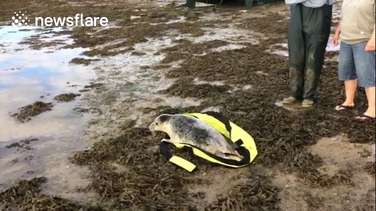 Stranded seal rescued from golf course in Cornwall