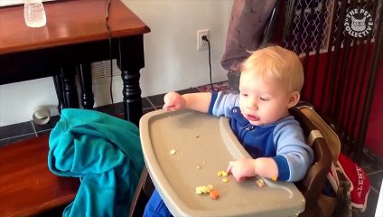 Rebellious Cats Video Compilation 2016