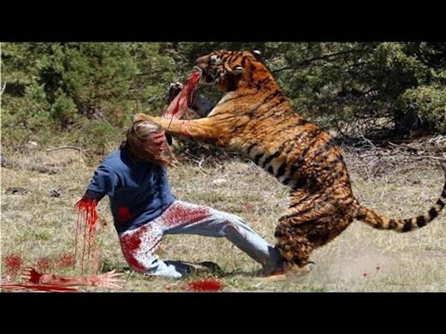 Most Shocking Animal Attacks on HumanPeople Real Video on Camera Lion,  Tiger Attack - video Dailymotion