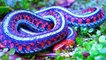 5 espécies de Cobras mais incríveis e  bizarras