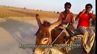 very funny pakistani video,try not to laugh.world most funny video,zaid ali tahir funny video,comedy night with kapil