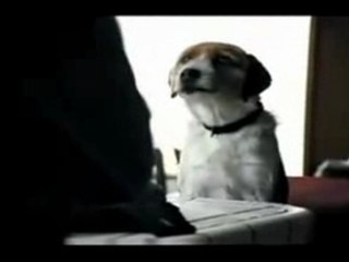 Talking dog - an Anti-drug ad