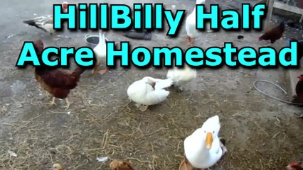 Rabbit Husbandry - Mini Rex Rabbit Giving Birth to a Litter of Five.mp4