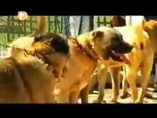 Bozkırın Gücü 5. kısım ( Sivas Kangal Köpeği Belgesel ) Son