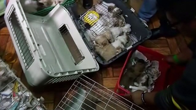 Over 100 animals including 40 puppies rescued in Lima