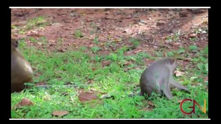 Amazing Monkey at MV Factory KG - Amazing Monkey Meeting with Visitor Funny Video