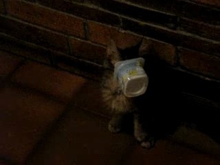 mon chat mange du fromage blanc ....