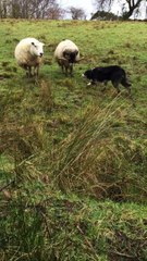 Border Collie Loves to Herd