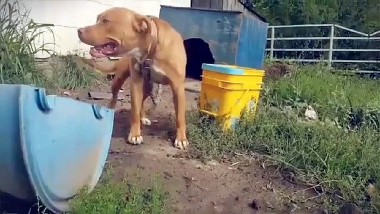 Il voit un pitbull agressif attaché dans une cour, il décide de le détacher et regardez bien ce qu'il arrive!