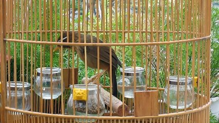 Chim Họa Mi hót hay