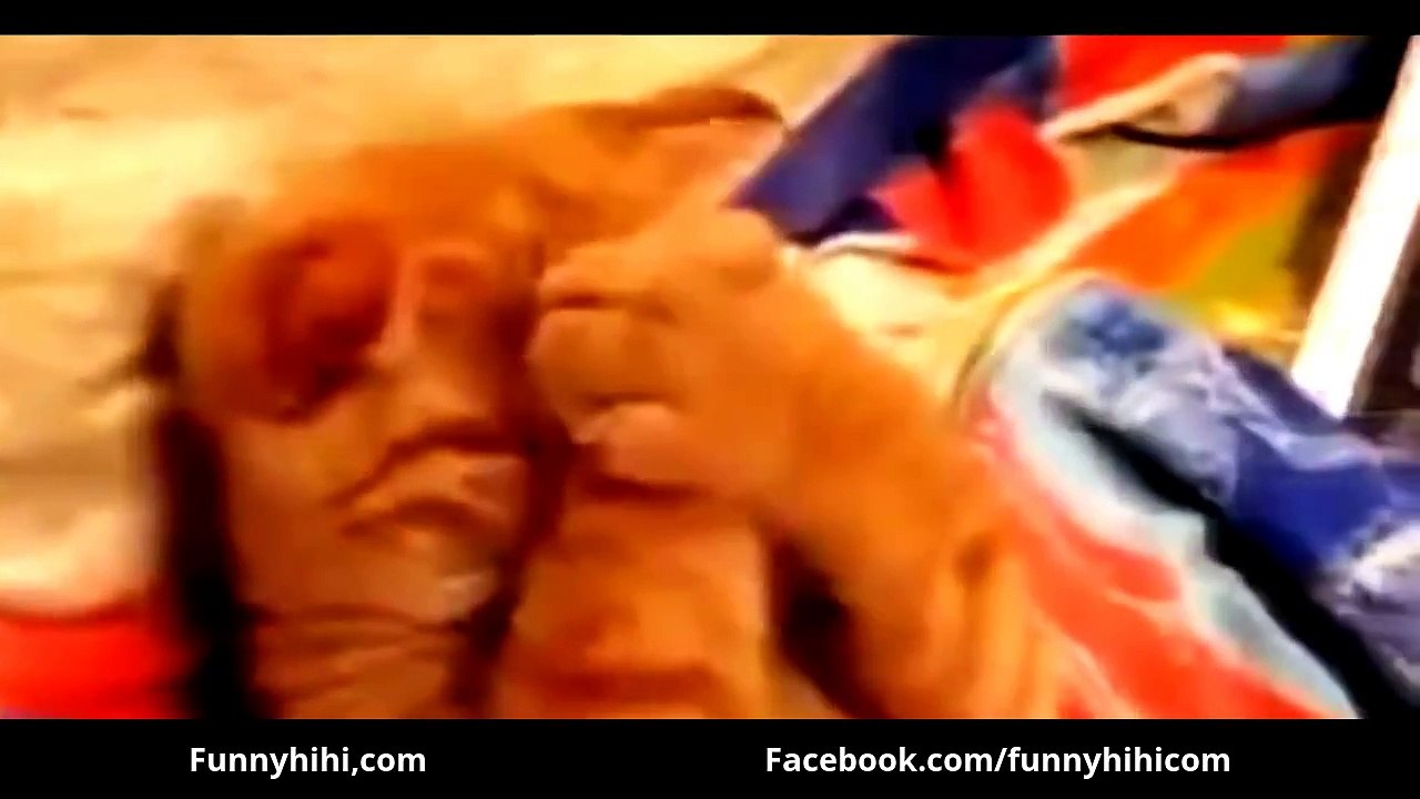 Funny Cats - Funny Cat Videos - Funny Cat Sleep - Funny Animals 2015
