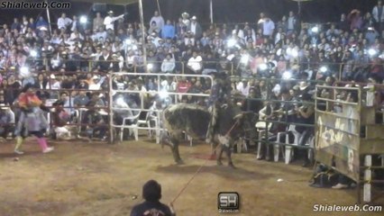 JARIPEO RANCHERO CON LOS DESTRUCTORES DE MEMO OCAMPO TOROS SALVAJES EN LOS REYES LA PAZ MEXICO GANADERIA OCT 2016