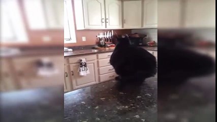 When Your Cat's Too Fat To Jump