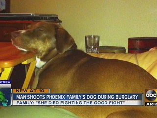 Burglar breaks into PHX house, kills family dog