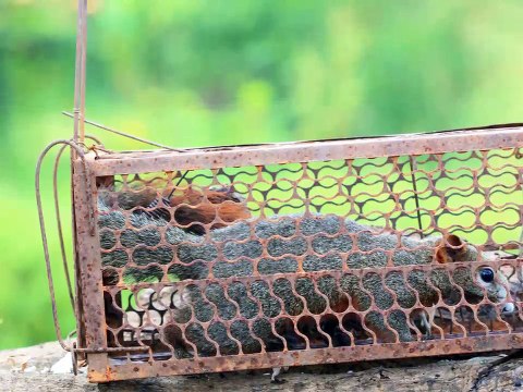 Northwest Pest Solutions - (425) 201-2217