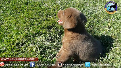 satılık labrador yavruları www.kankakopek.com