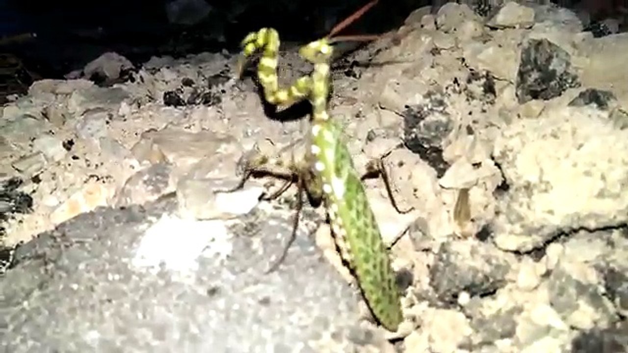 praying mantis